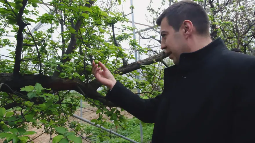 HER PAKETTE 9 TANE ERİK 4