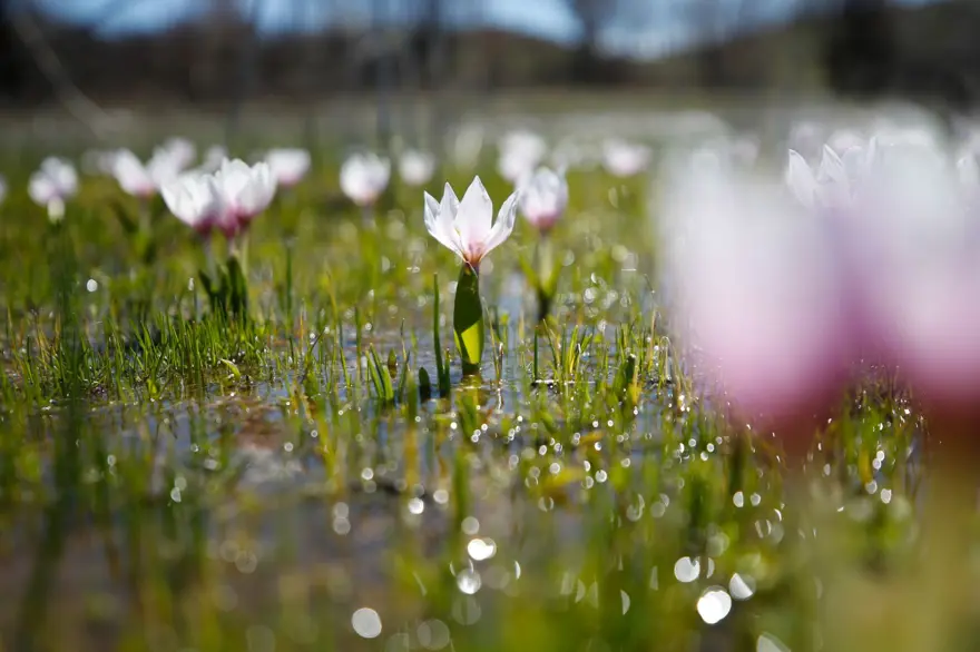 Tunceli'de baharın müjdecisi çiğdem ve nergisler çiçek açtı 10