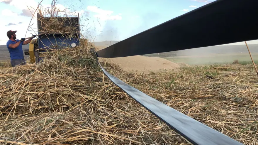 Çıldır Gölü kenarındaki kamışlardan saman üretiyorlar 2