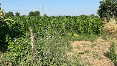 Tarlada çıkan kavgada akrabasını öldürdü