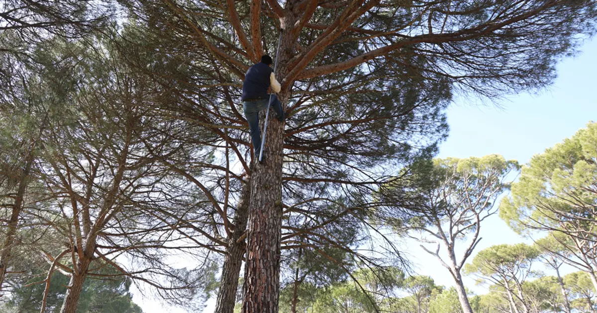 İşçiler Künar komandosu olarak anılıyor. Tehlikeli olduğu için çalışan az