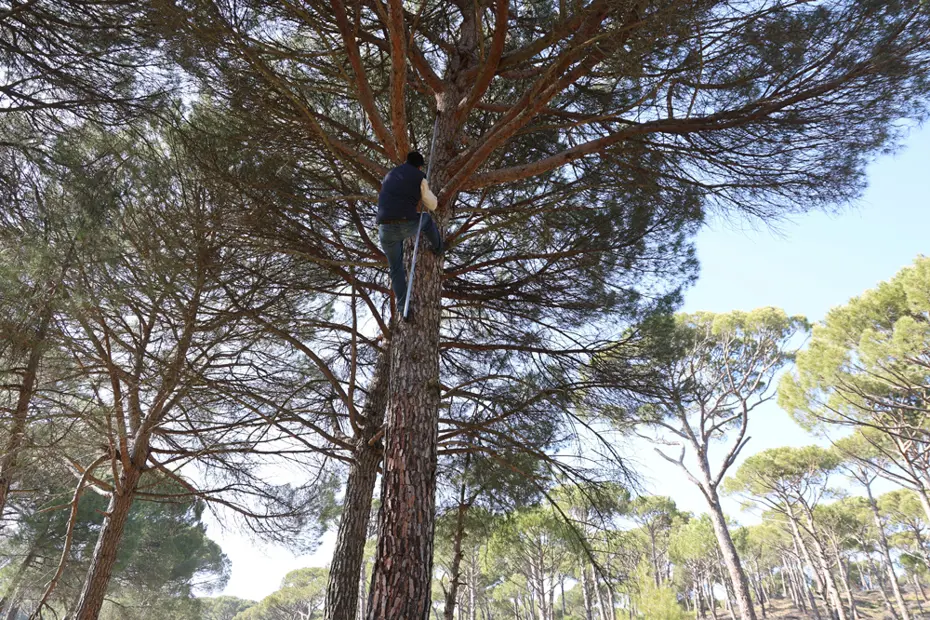 İşçiler Künar komandosu olarak anılıyor. Tehlikeli olduğu için çalışan az
