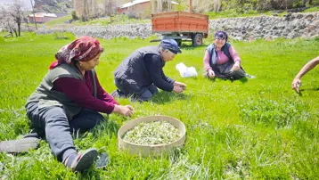 Bedava yetişiyor ama pazarda kilosu 200 TL. Jiletle tek tek toplanıyor