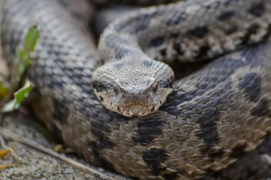 Çankırı'da kayıtlara geçen zehirli tür. Boyu 1 metre, başı üçgen, göz bebekleri dikey 