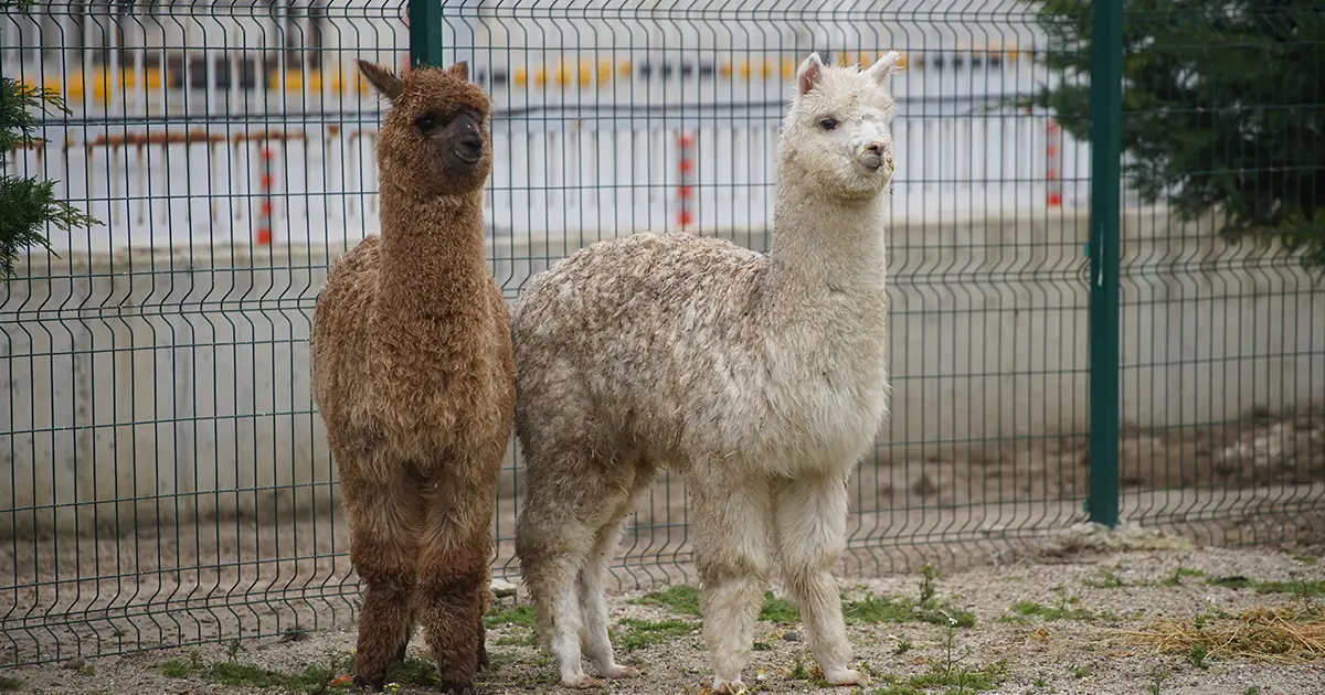 Şüphe üzerine durduruldu, içinde alpakalar çıktı