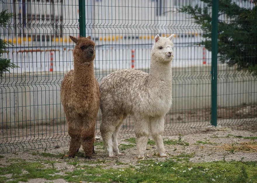 ÇOK SAYDA HAYVAN ELE GEÇİRİLDİ 2