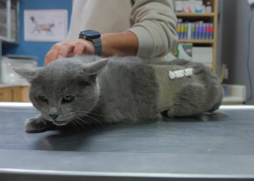 İştahsız kedisini veterinere götürdü. "Kelimenin tam anlamıyla şok yaşadık" 1