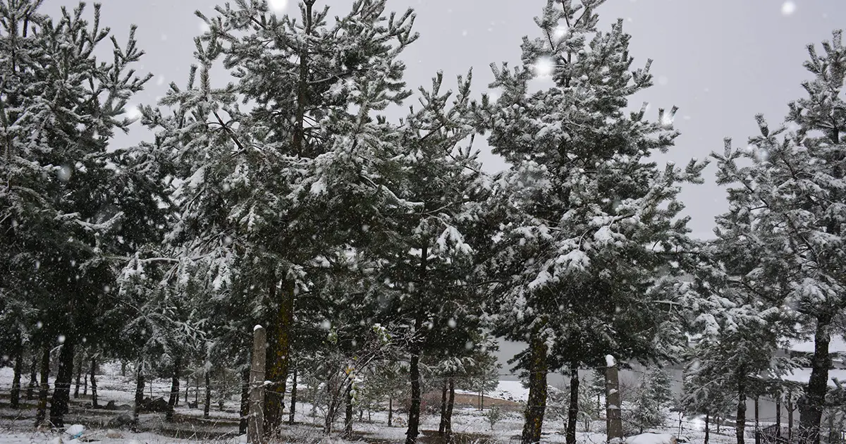 Bahar yerine kar geri geldi