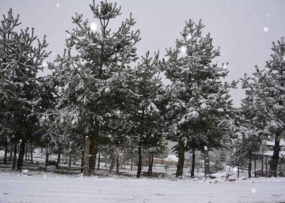 Bahar yerine kar geri geldi