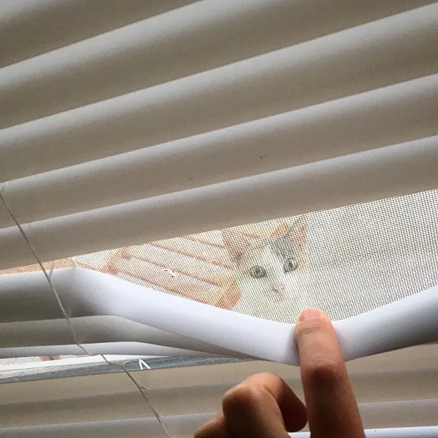 Hayatını kedileri kurtarmaya adadı 229