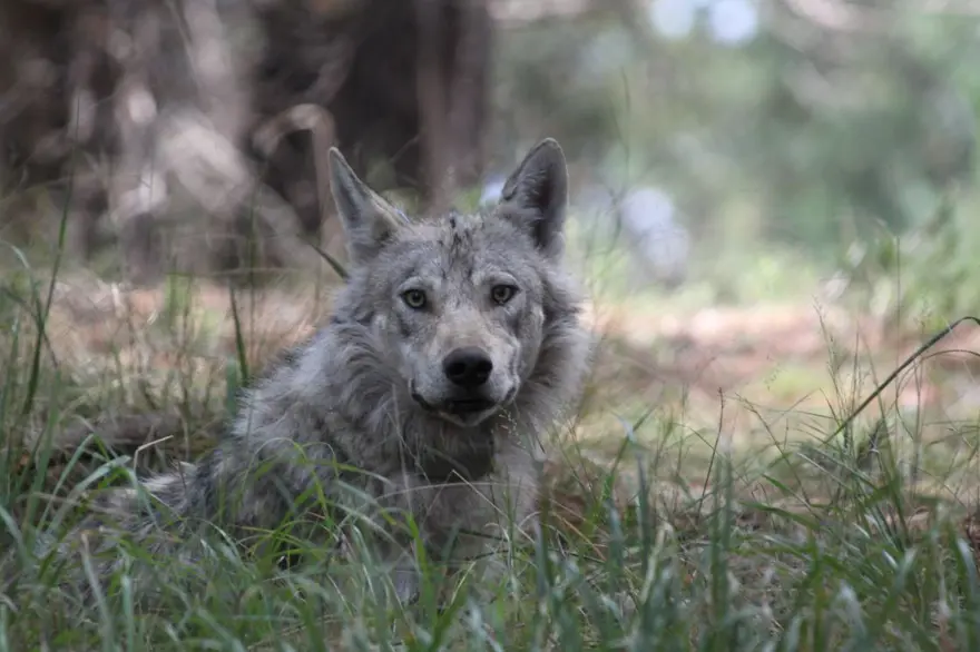 AİLE BAĞLARI EN KUVVETLİ HAYVAN 2