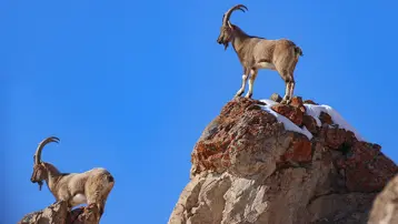 Kars'ta yaban keçisi avlayan kişiye 658 bin TL ceza 