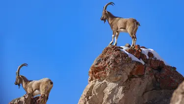 Kars'ta yaban keçisi avlayan kişiye 658 bin TL ceza 