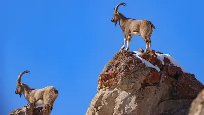 Kars'ta yaban keçisi avlayan kişiye 658 bin TL ceza 