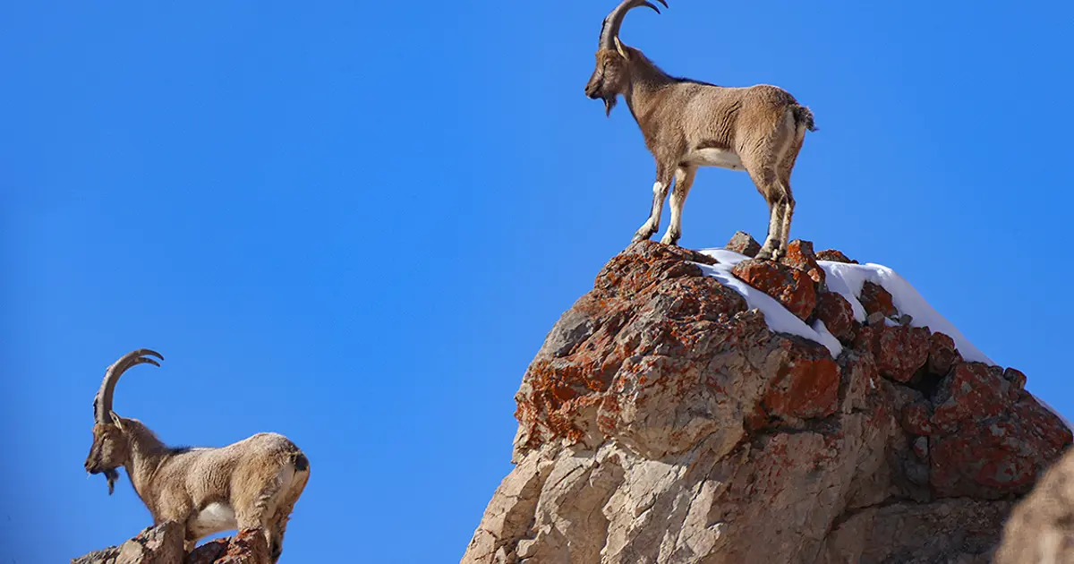 Kars'ta yaban keçisi avlayan kişiye 658 bin TL ceza