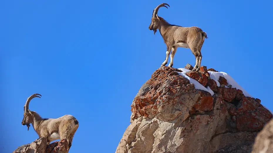 Kars'ta yaban keçisi avlayan kişiye 658 bin TL ceza 