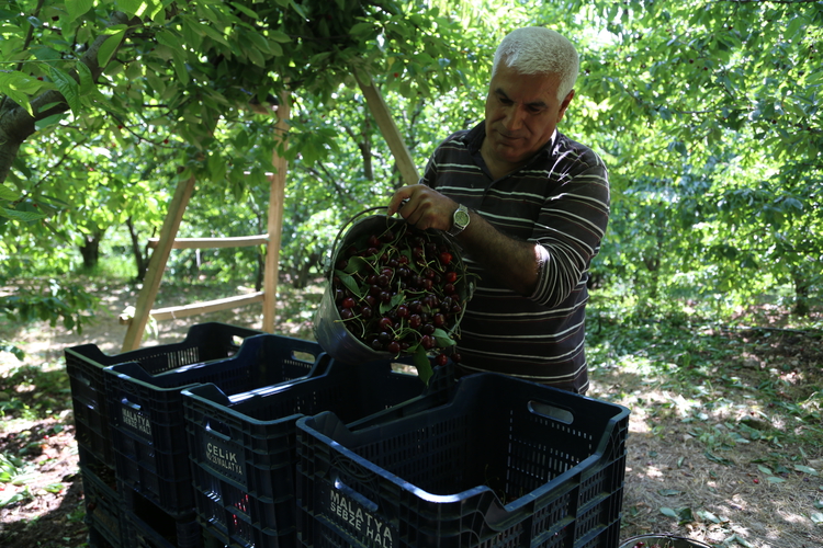 Kilosu 100 liradan başlıyor. 4 bin tona yakın rekolte bekleniyor