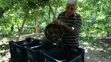 Kilosu 100 liradan başlıyor. 4 bin tona yakın rekolte bekleniyor