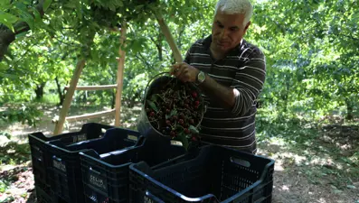 Kilosu 100 liradan başlıyor. 4 bin tona yakın rekolte bekleniyor