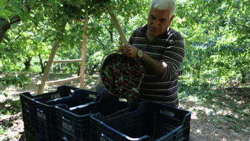 Kilosu 100 liradan başlıyor. 4 bin tona yakın rekolte bekleniyor
