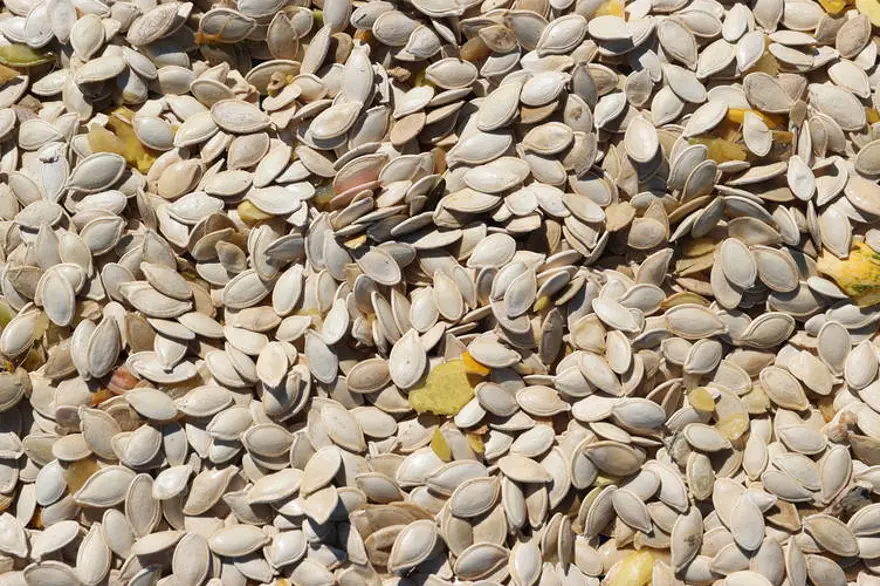 KABAK ÇEKİRDEĞİ 3