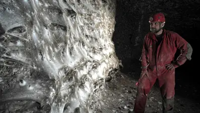 Dünyanın en büyük örümcek ağı keşfedildi