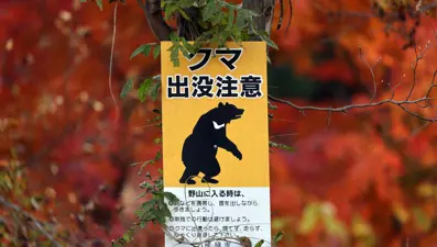 Japonya bu kez "sahte ayılarla" mücadele ediyor