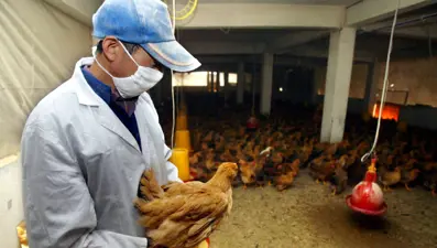 Fransız sağlık yetkilileri: Kuş gribi COVID'den daha kötü bir pandemi riski taşıyor