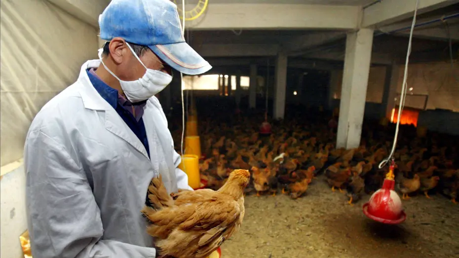 Fransız sağlık yetkilileri: Kuş gribi COVID'den daha kötü bir pandemi riski taşıyor