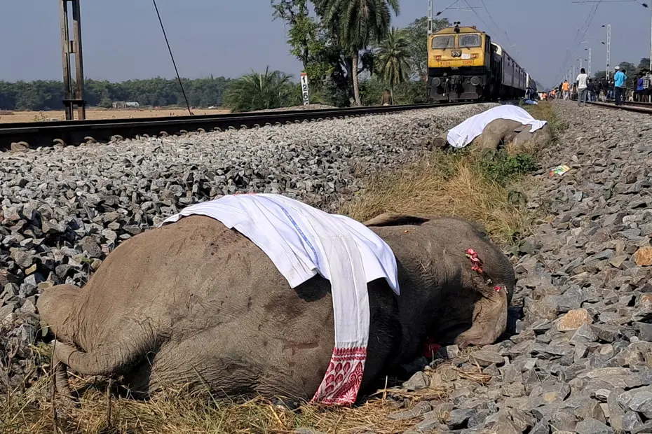Hindistan'da tren fil sürüsüne çarptı. 7 fil öldü