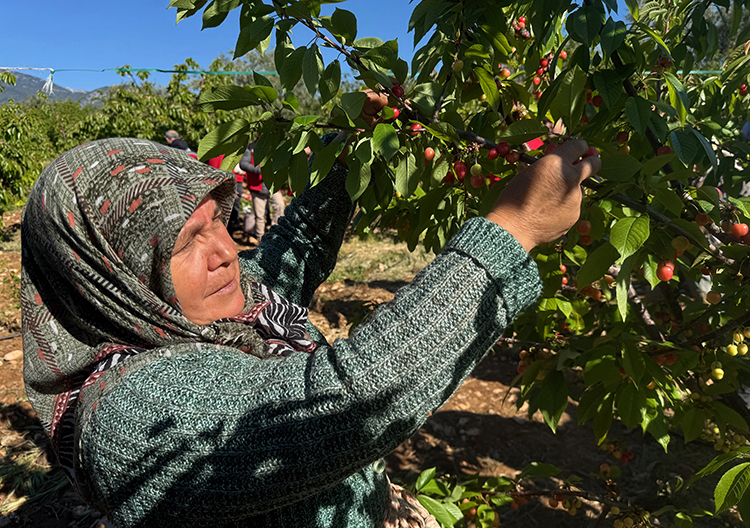 Tarlada 20, markette 300 lira. Çiftçinin yüzü gülmedi