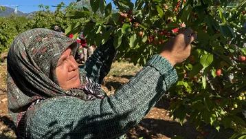 Tarlada 20, markette 300 lira. Çiftçinin yüzü gülmedi