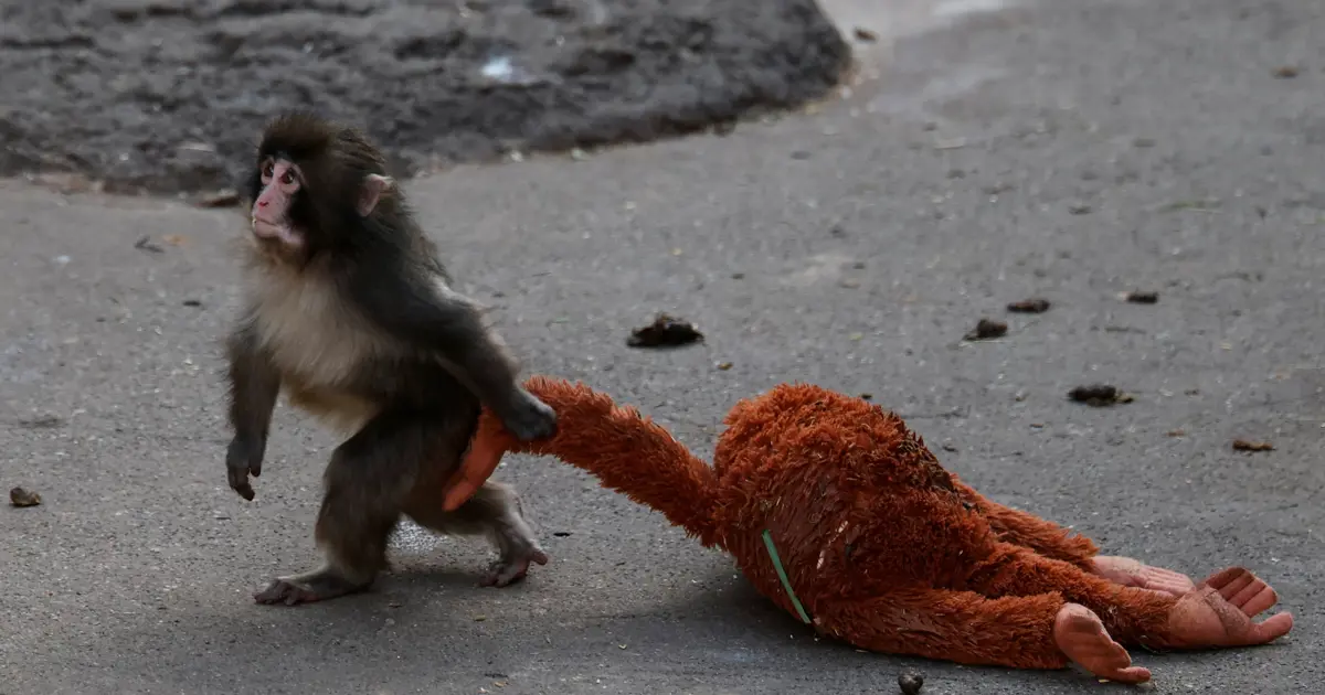 Oyuncak maymunla viral oldu. Japon hayvanat bahçesinde Punch yoğunluğu