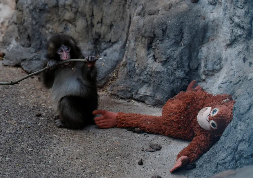 HAYVAN HAKLARI ÖRGÜTLERİ TEPKİLİ 