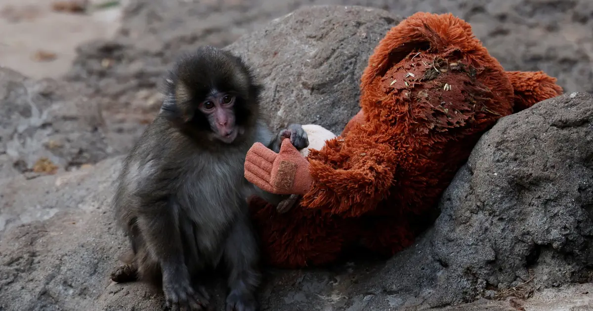 Punch sosyal medyayı ikiye böldü. Hayvanat bahçesine eleştiri yağıyor