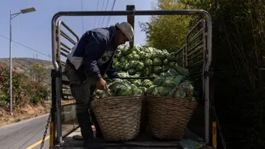 Lahanaların altından tonlarca uyuşturucu çıktı