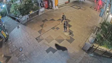 Japonya'da 4 gündür sokaklarda dolaşan ayı yakalandı