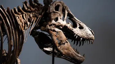 Dinozor iskeleti rekor fiyata satıldı