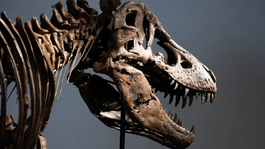 Dinozor iskeleti rekor fiyata satıldı