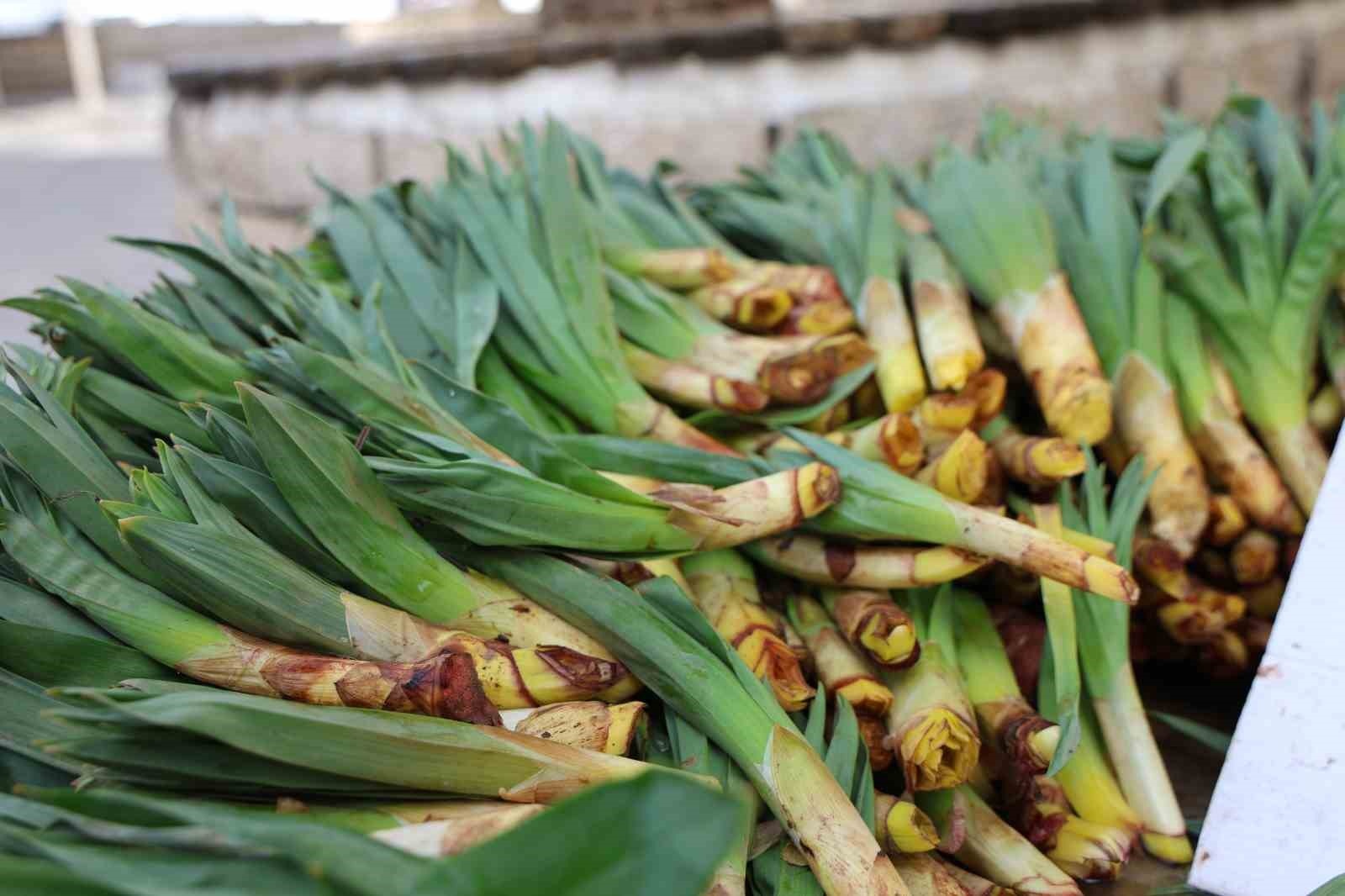 Dağların doğal antibiyotiği tezgaha indi. Kilosu 50 TL, şifa niyetine gidiyor
