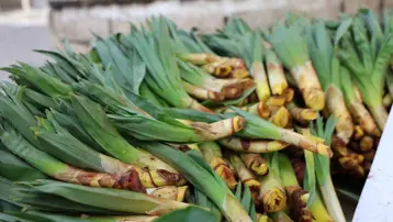 Dağların doğal antibiyotiği tezgaha indi. Kilosu 50 TL, şifa niyetine gidiyor