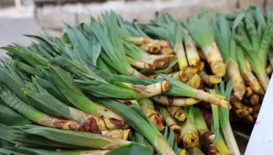 Dağların doğal antibiyotiği tezgaha indi. Kilosu 50 TL, şifa niyetine gidiyor