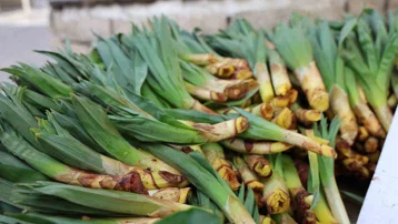 Dağların doğal antibiyotiği tezgaha indi. Kilosu 50 TL, şifa niyetine gidiyor