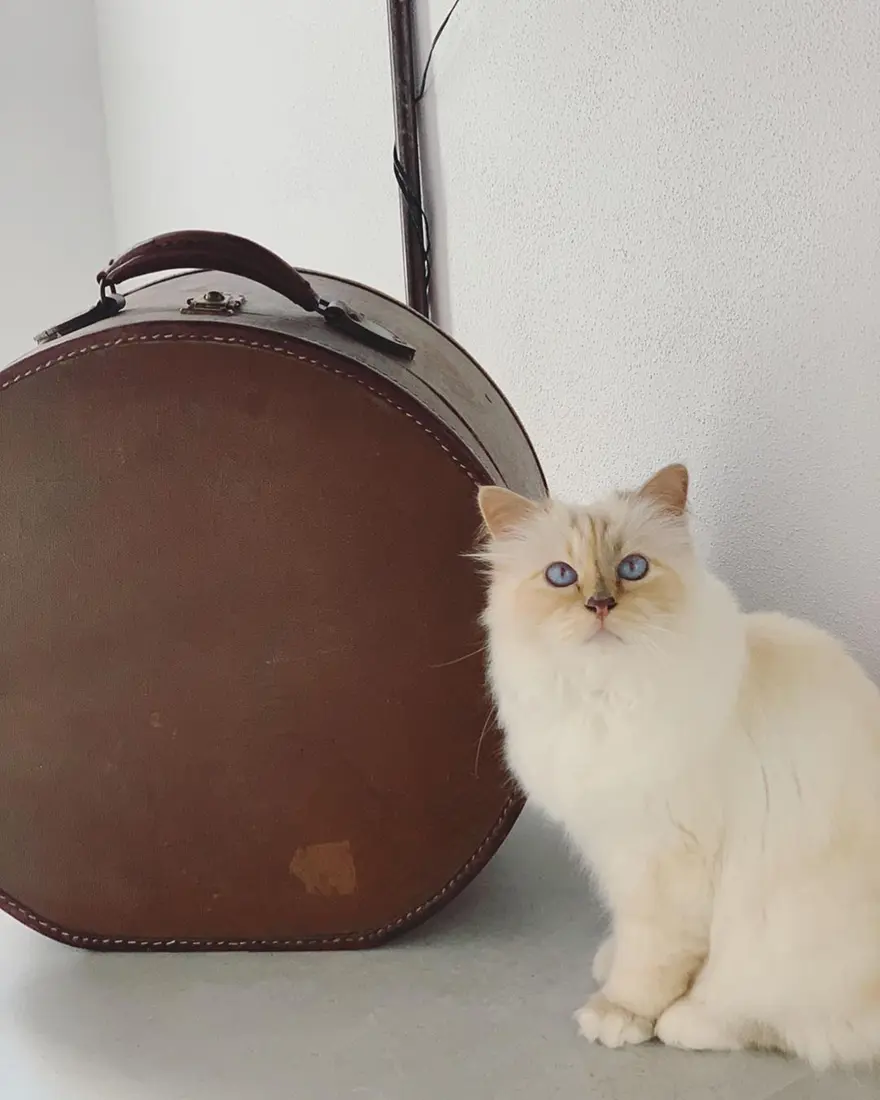 Karl Lagerfeld'in kedisi Choupette mirasın tadını Paris'te çıkarıyor 7 Karl Lagerfeld'in kedisi Choupette mirasın tadını Paris'te çıkarıyor 7
