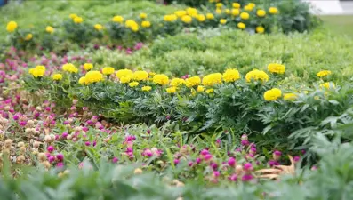 Su verimliliği için kritik karar: "Kurakçıl peyzaj" uygulamaları zorunlu hale geldi