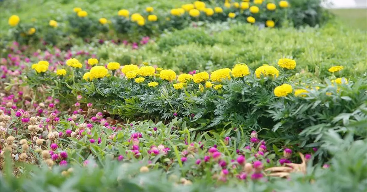 “Kurakçıl peyzaj” uygulamaları zorunlu hale geldi