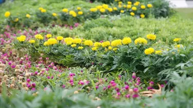 Su verimliliği için kritik karar: "Kurakçıl peyzaj" uygulamaları zorunlu hale geldi