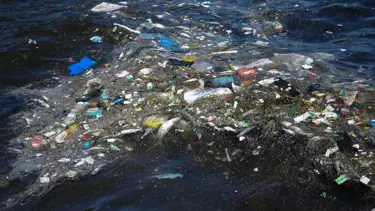 İzmir'de balık ölümleri sürüyor