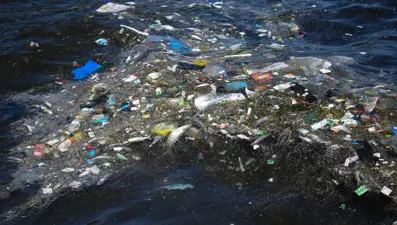 İzmir'de balık ölümleri sürüyor