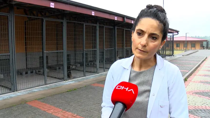 İstanbul'da barınaklar Pitbull ile doldu 4